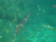 Ocyurus chrysurus