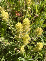 Castilleja unalaschcensis