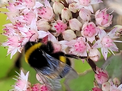 Bombus