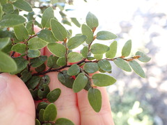Nothofagus
