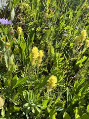 Castilleja unalaschcensis