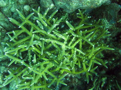 Acropora cervicornis