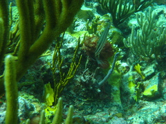 Aulostomus maculatus