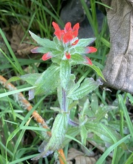 Castilleja arvensis arvensis