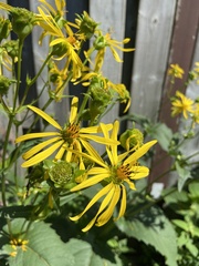 Silphium