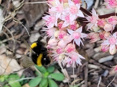 Bombus