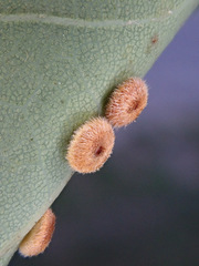 Neuroterus numismalis