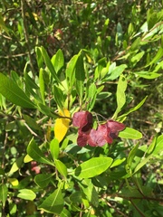 Dodonaea viscosa