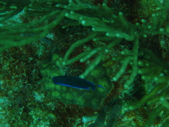 Acanthurus coeruleus