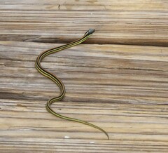 Thamnophis proximus orarius