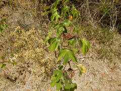 Jatropha gossypiifolia