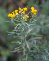 Galatella biflora