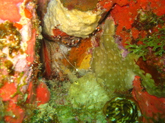 Stenopus hispidus
