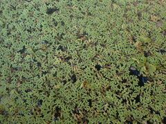Azolla