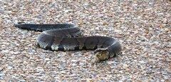 Agkistrodon piscivorus