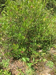 Dodonaea viscosa