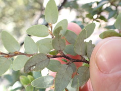Nothofagus
