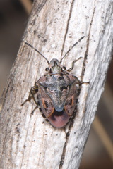 Holcogaster fibulata