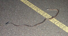 Pantherophis obsoletus