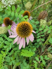 Echinacea purpurea