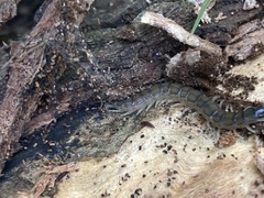 Hemiscolopendra