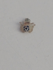 Salticinae
