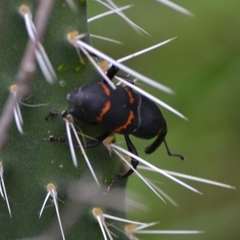 Cactophagus spinolae