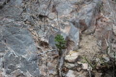Fouquieria splendens
