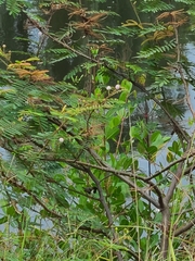 Spermestes cucullata