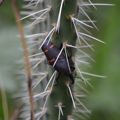 Cactophagus spinolae