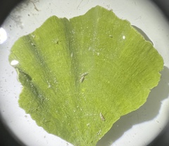 Udotea