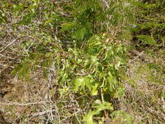 Jatropha gossypiifolia