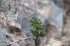 Fouquieria splendens