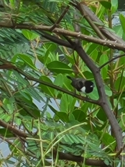 Spermestes cucullata