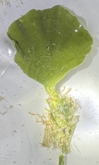 Udotea