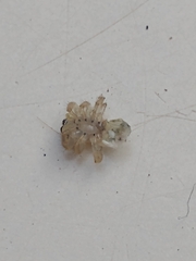 Salticinae