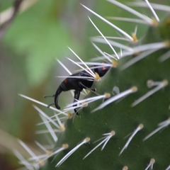 Cactophagus spinolae