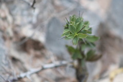 Fouquieria splendens