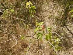 Jatropha gossypiifolia