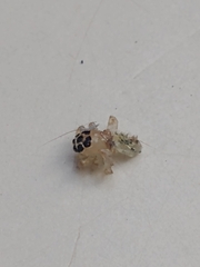 Salticinae