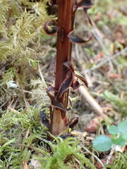 Allotropa virgata