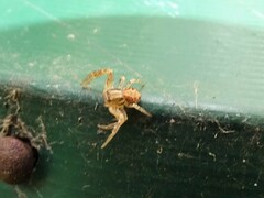 Thomisidae