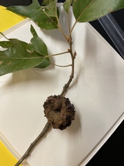 Callirhytis quercuspunctata