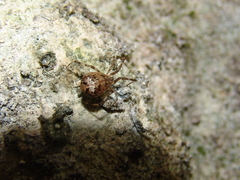 Episinus maculipes