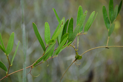Smilax laurifolia