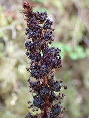 Allotropa virgata