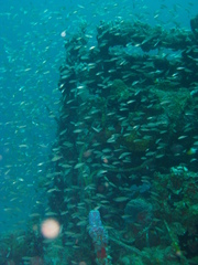 Atherinomorus stipes