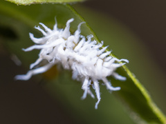 Cryptolaemus
