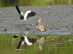 Vanellus chilensis