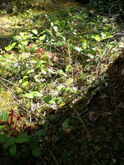 Goodyera oblongifolia